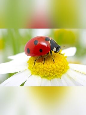 Red and Black Ladybug Custom Fridge Magnet Kitchen Decor